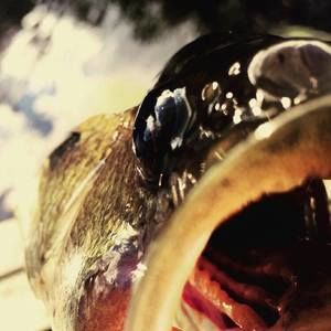 Meet your Posher, Jack